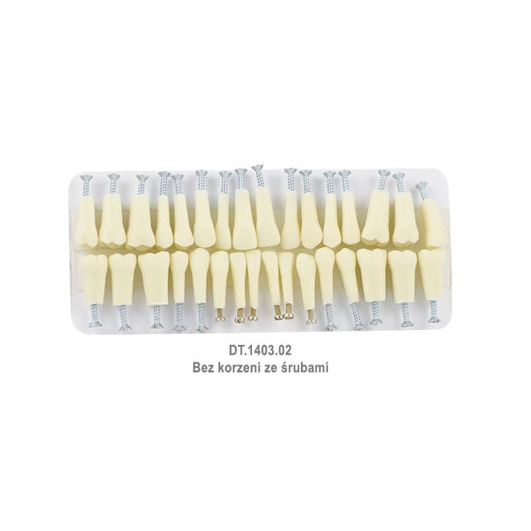 Plastic teeth for Typodont, set of 32 pieces without roots with screws – oficiali Falcon Medical produkto nuotrauka