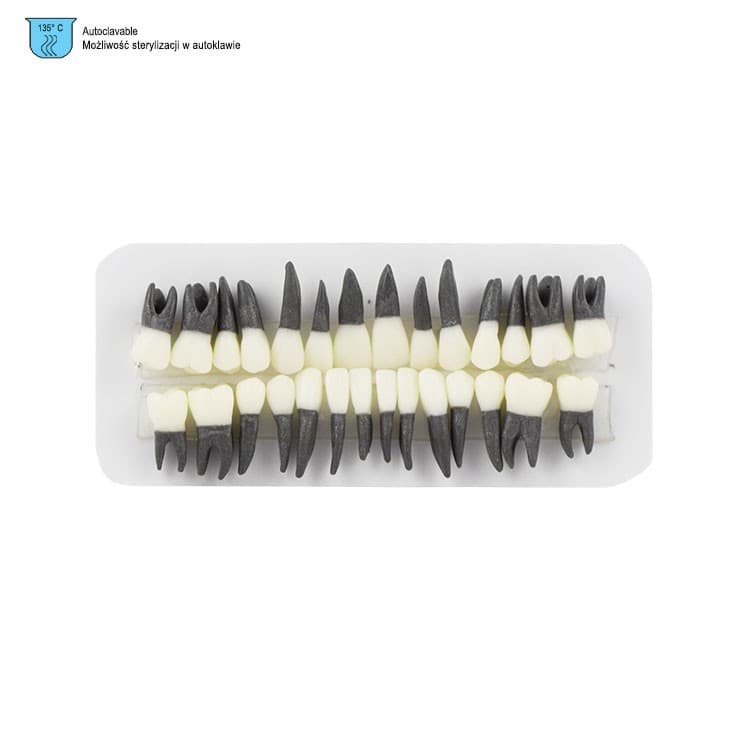 Plastic teeth for Typodont, set of 28 pieces with roots – oficiali Falcon Medical produkto nuotrauka