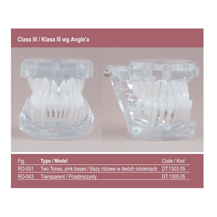Real Series Orthodontic model transparent base, Class I 'Angle’ – oficiali Falcon Medical produkto nuotrauka