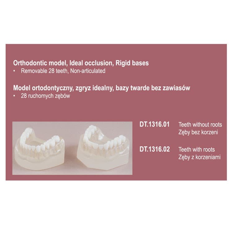Real Series Orthodontic model rigid base, Class I removable teeth with roots – oficiali Falcon Medical produkto nuotrauka