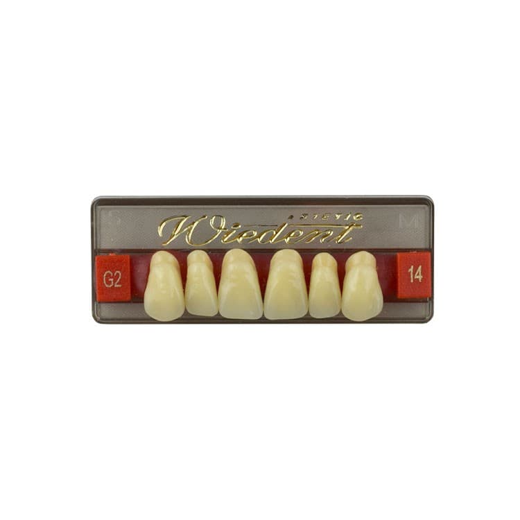 Acrylic teeth upper anteriors no 14, color G2, 6 pieces – oficiali Falcon Medical produkto nuotrauka