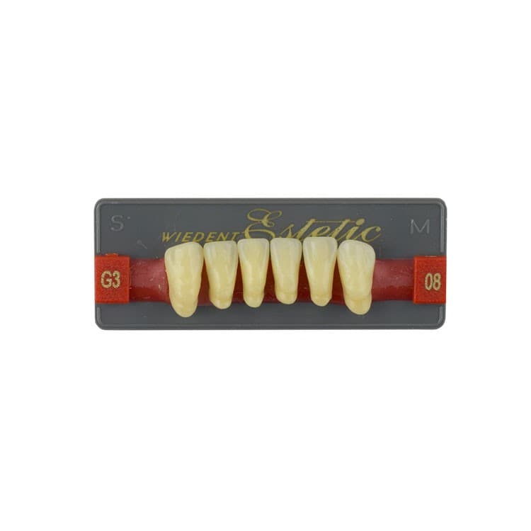 Acrylic teeth lower anteriors no 08, color G3, 6 pieces – oficiali Falcon Medical produkto nuotrauka
