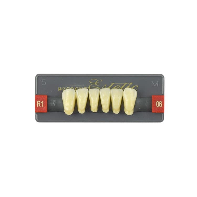 Acrylic teeth lower anteriors no 06, color R1, 6 pieces – oficiali Falcon Medical produkto nuotrauka