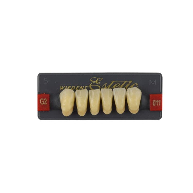Acrylic teeth lower anteriors no 011, color G2, 6 pieces – oficiali Falcon Medical produkto nuotrauka