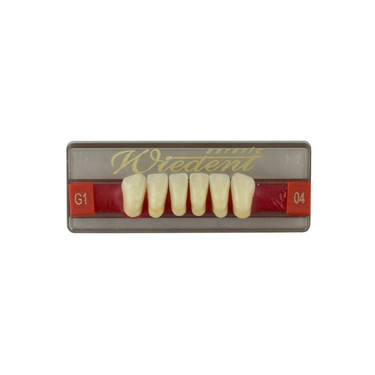 Acrylic teeth lower anteriors no 04, color G1, 6 pieces – oficiali Falcon Medical produkto nuotrauka