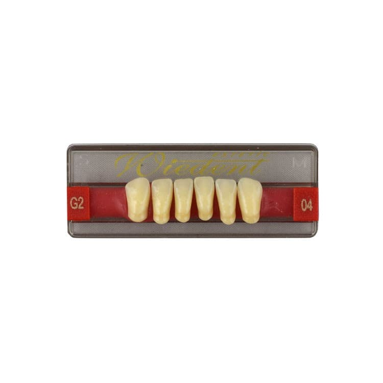 Acrylic teeth lower anteriors no 04, color G2, 6 pieces – oficiali Falcon Medical produkto nuotrauka