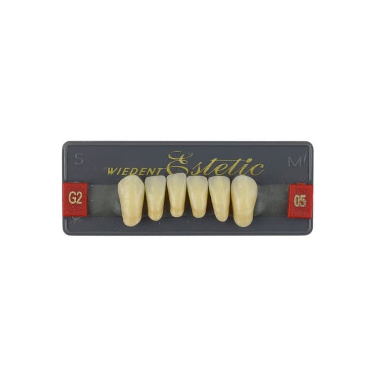 Acrylic teeth lower anteriors no 05, color G2, 6 pieces – oficiali Falcon Medical produkto nuotrauka