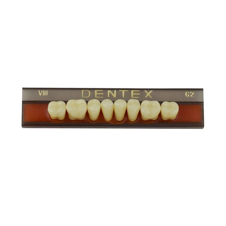 Acrylic teeth lower posteriors no VIII , color G2, 8 pieces – oficiali Falcon Medical produkto nuotrauka