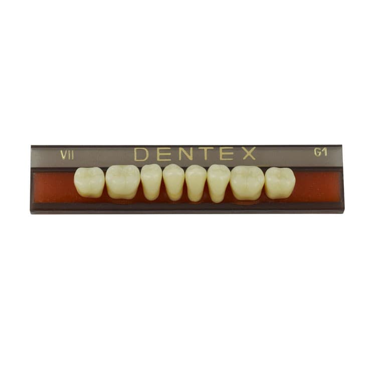 Acrylic teeth lower posteriors no VIII , color G1, 8 pieces – oficiali Falcon Medical produkto nuotrauka