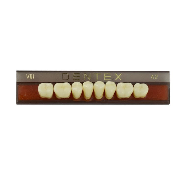 Acrylic teeth lower posteriors no VIII , color A2, 8 pieces – oficiali Falcon Medical produkto nuotrauka
