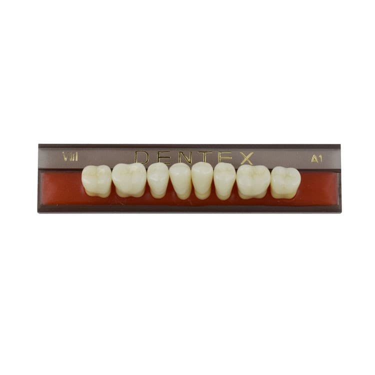 Acrylic teeth lower posteriors no VIII , color A1, 8 pieces – oficiali Falcon Medical produkto nuotrauka