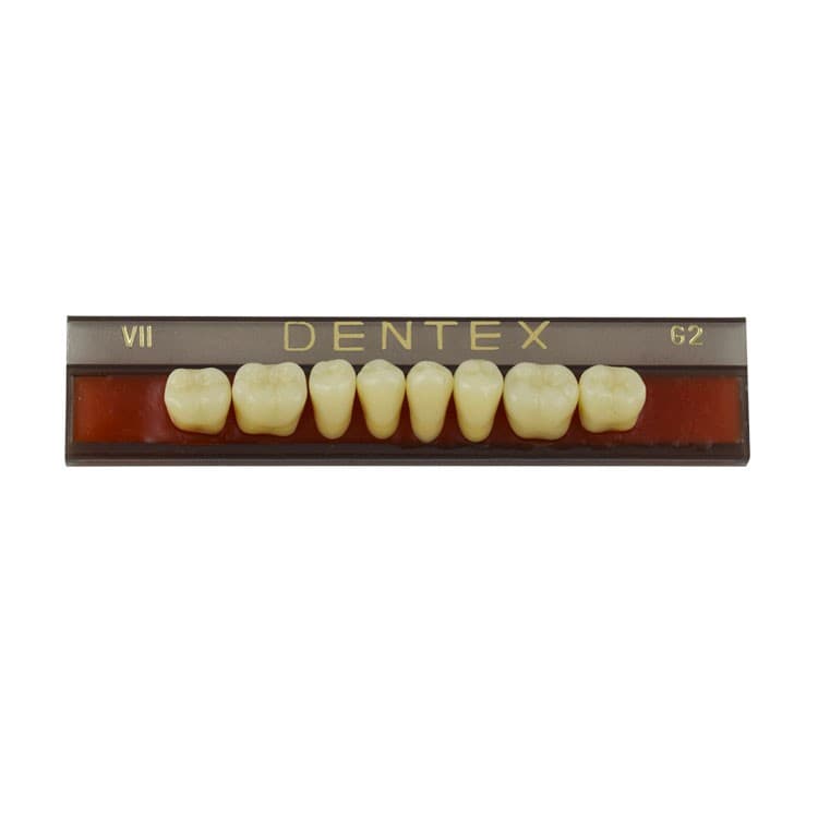 Acrylic teeth lower posteriors no VII , color G2, 8 pieces – oficiali Falcon Medical produkto nuotrauka