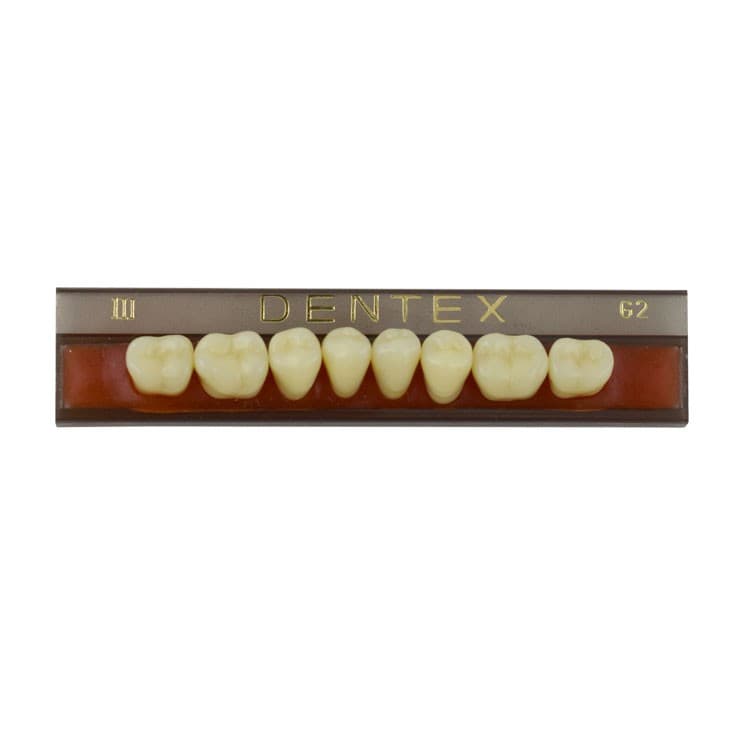 Acrylic teeth lower posteriors no III , color G2, 8 pieces – oficiali Falcon Medical produkto nuotrauka