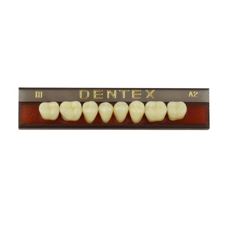Acrylic teeth lower posteriors no III , color A2, 8 pieces – oficiali Falcon Medical produkto nuotrauka