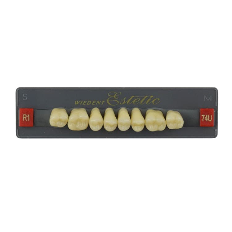 Acrylic teeth upper posteriors no 74 , color R1, 8 pieces – oficiali Falcon Medical produkto nuotrauka