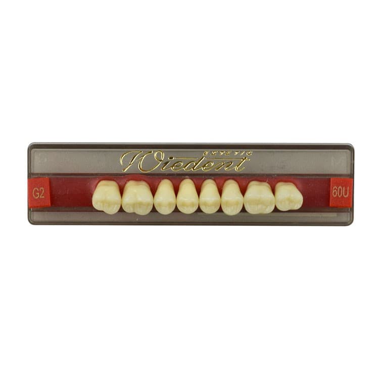 Acrylic teeth upper posteriors no 60 , color G2, 8 pieces – oficiali Falcon Medical produkto nuotrauka