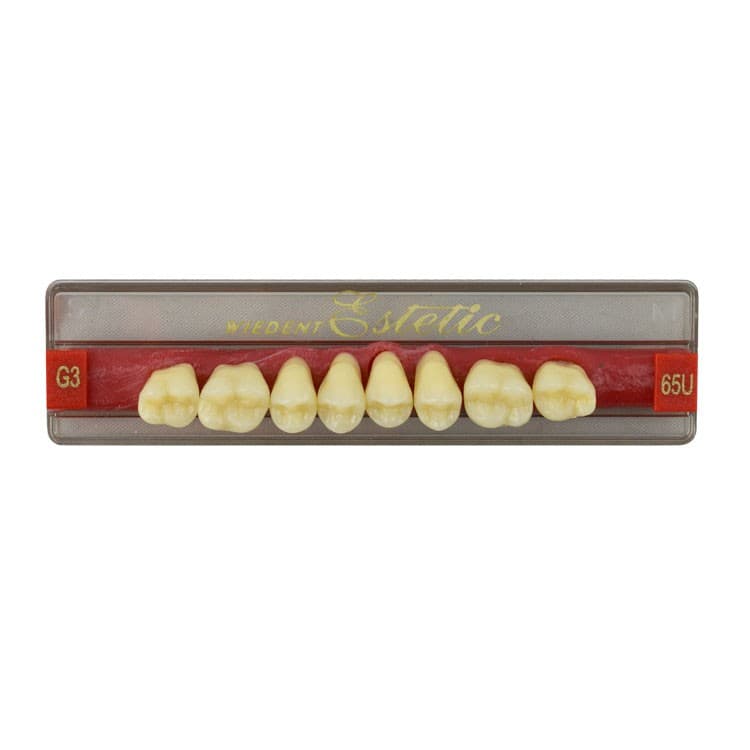 Acrylic teeth upper posteriors no 65 , color G3, 8 pieces – oficiali Falcon Medical produkto nuotrauka