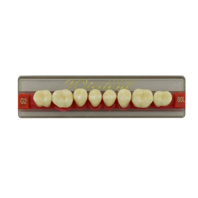 Acrylic teeth lower posteriors no 80 , color G2, 8 pieces – oficiali Falcon Medical produkto nuotrauka