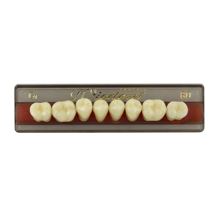 Acrylic teeth lower posteriors no 80 , color G1, 8 pieces – oficiali Falcon Medical produkto nuotrauka