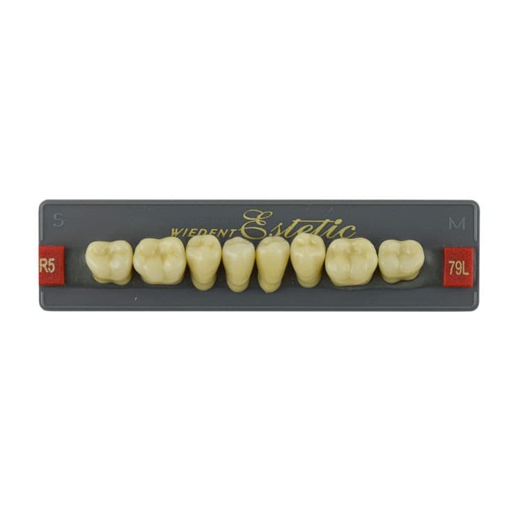 Acrylic teeth lower posteriors no 79 , color R5, 8 pieces – oficiali Falcon Medical produkto nuotrauka