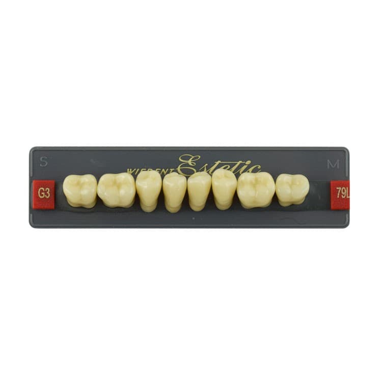 Acrylic teeth lower posteriors no 79 , color G3, 8 pieces – oficiali Falcon Medical produkto nuotrauka
