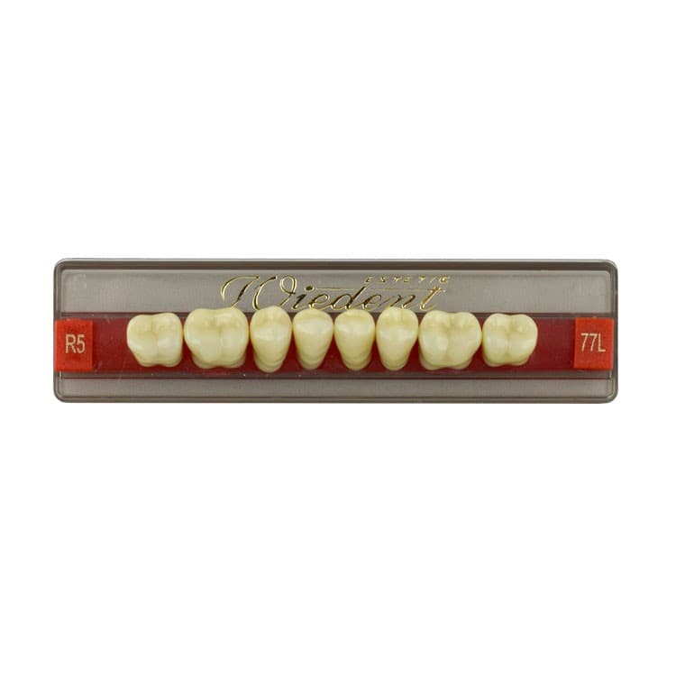 Acrylic teeth lower posteriors no 77 , color R5, 8 pieces – oficiali Falcon Medical produkto nuotrauka