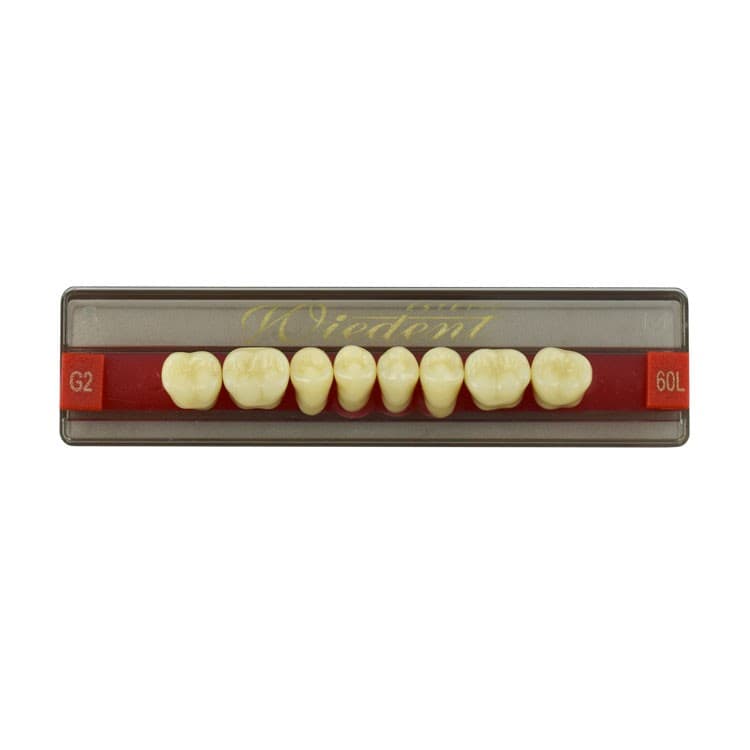 Acrylic teeth lower posteriors no 60 , color G2, 8 pieces – oficiali Falcon Medical produkto nuotrauka
