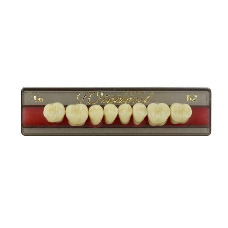 Acrylic teeth lower posteriors no 62 , color G2, 8 pieces – oficiali Falcon Medical produkto nuotrauka