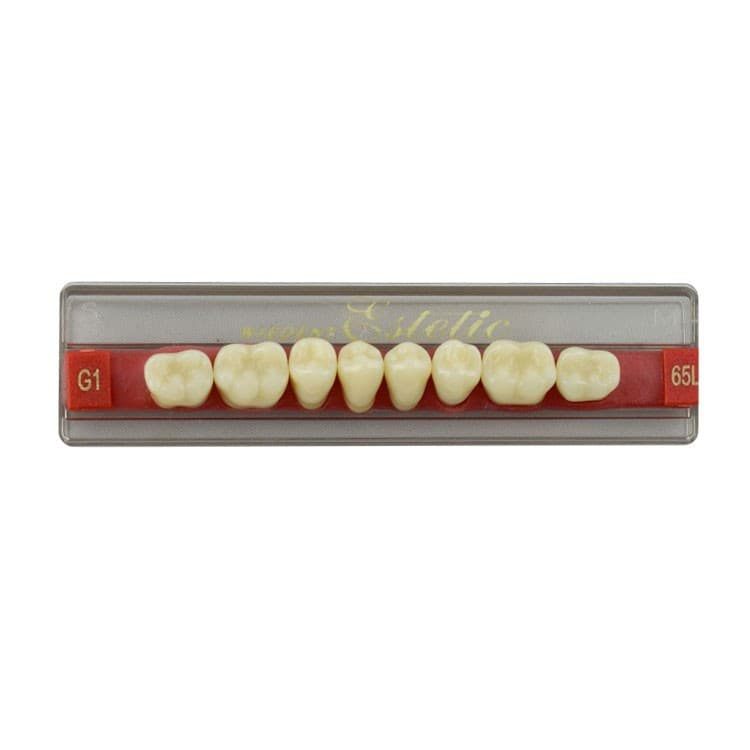 Acrylic teeth lower posteriors no 65 , color G1, 8 pieces – oficiali Falcon Medical produkto nuotrauka
