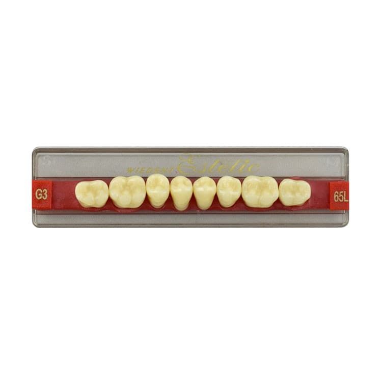 Acrylic teeth lower posteriors no 65 , color G3, 8 pieces – oficiali Falcon Medical produkto nuotrauka