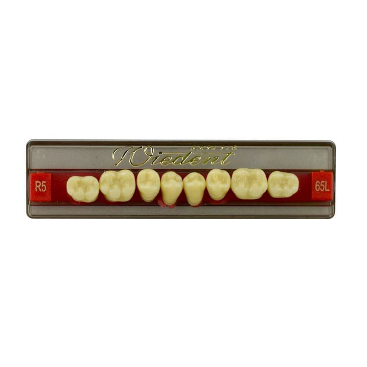 Acrylic teeth lower posteriors no 65 , color R5, 8 pieces – oficiali Falcon Medical produkto nuotrauka