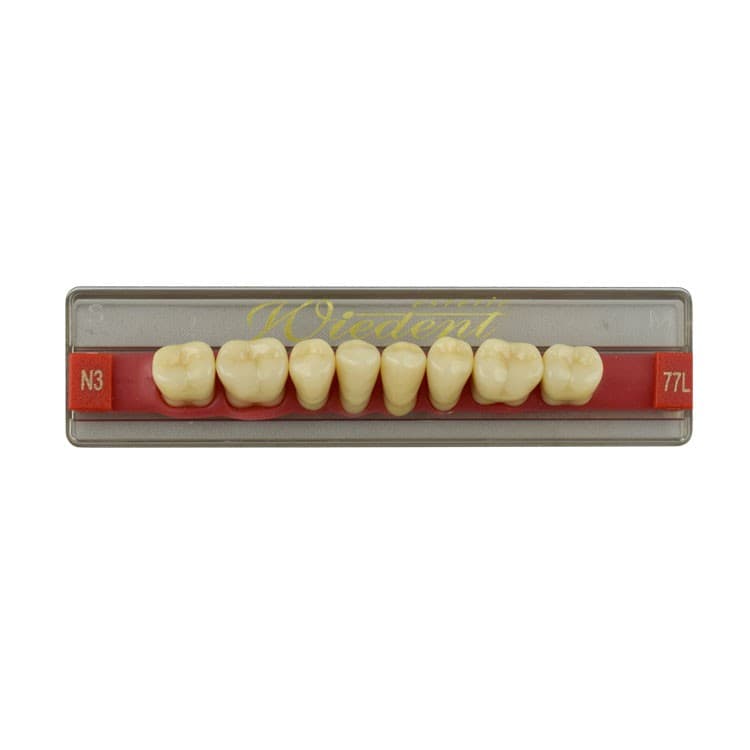 Acrylic teeth lower posteriors no 77 , color N3, 8 pieces – oficiali Falcon Medical produkto nuotrauka