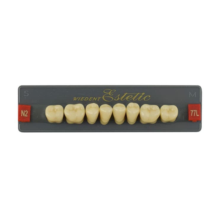 Acrylic teeth lower posteriors no 77 , color N2, 8 pieces – oficiali Falcon Medical produkto nuotrauka