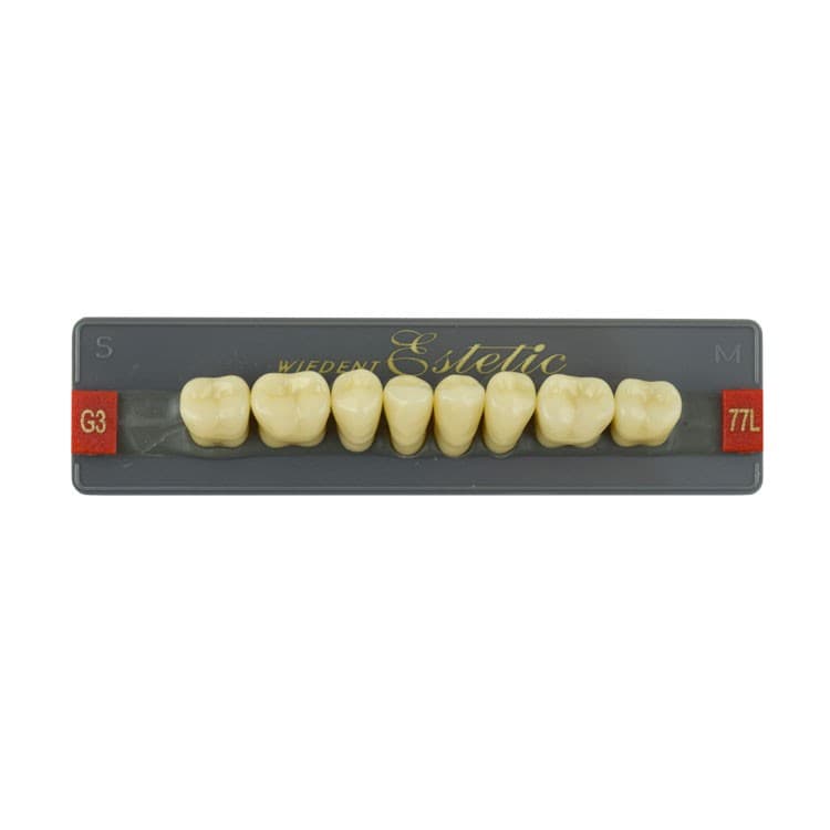 Acrylic teeth lower posteriors no 77 , color G3, 8 pieces – oficiali Falcon Medical produkto nuotrauka