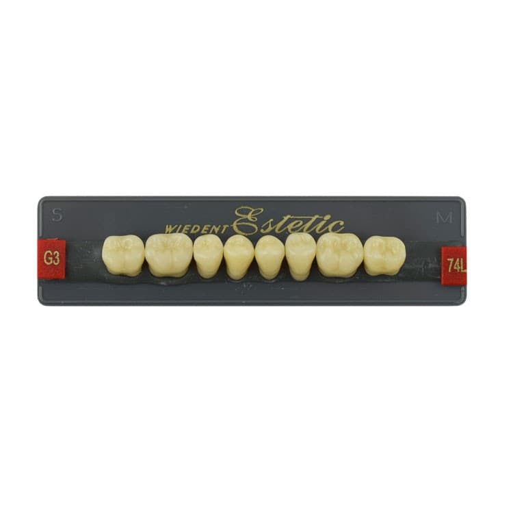 Acrylic teeth lower posteriors no 74 , color G3, 8 pieces – oficiali Falcon Medical produkto nuotrauka