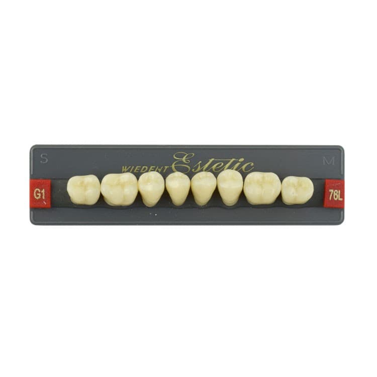 Acrylic teeth lower posteriors no 76 , color G1, 8 pieces – oficiali Falcon Medical produkto nuotrauka