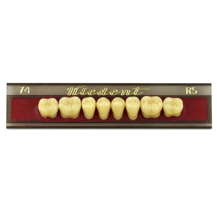 Acrylic teeth lower posteriors no 74 , color R5, 8 pieces – oficiali Falcon Medical produkto nuotrauka