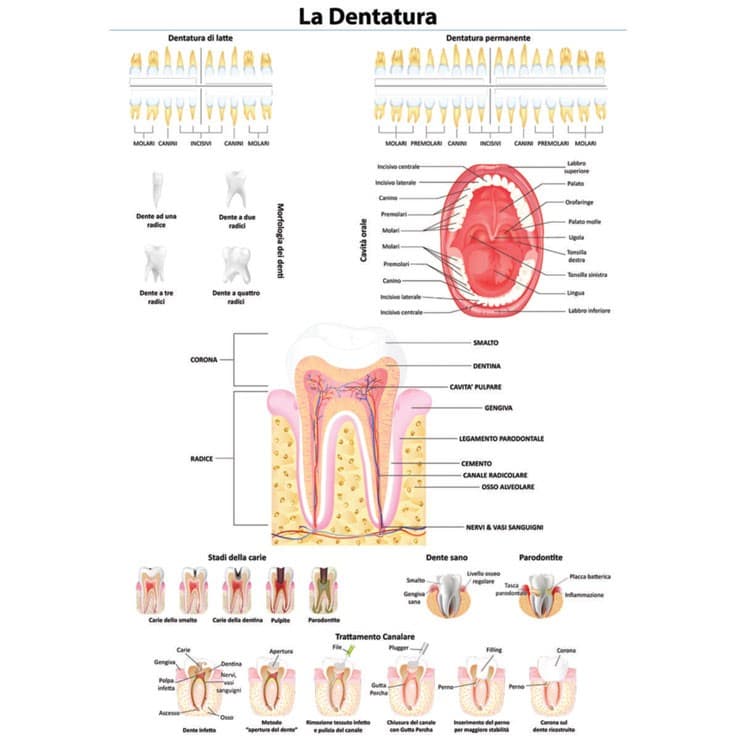 Poster Dentation- english version 345 x 495 mm – oficiali Falcon Medical produkto nuotrauka